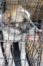SETH, Hund, Mischlingshund in Rumänien - Bild 12