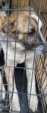 SETH, Hund, Mischlingshund in Rumänien - Bild 13