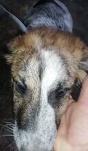 SETH, Hund, Mischlingshund in Rumänien - Bild 14