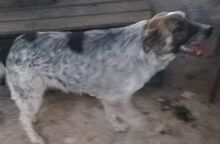 SETH, Hund, Mischlingshund in Rumänien - Bild 15