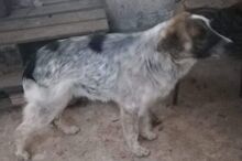 SETH, Hund, Mischlingshund in Rumänien - Bild 16
