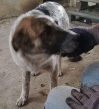 SETH, Hund, Mischlingshund in Rumänien - Bild 17