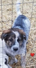 SETH, Hund, Mischlingshund in Rumänien - Bild 4