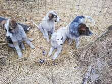 SETH, Hund, Mischlingshund in Rumänien - Bild 7