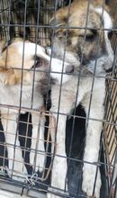 SETH, Hund, Mischlingshund in Rumänien - Bild 8