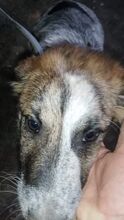 SETH, Hund, Mischlingshund in Rumänien - Bild 9