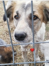 STACEY, Hund, Mischlingshund in Rumänien - Bild 1