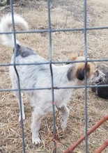 STACEY, Hund, Mischlingshund in Rumänien - Bild 2