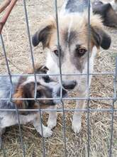 STACEY, Hund, Mischlingshund in Rumänien - Bild 3