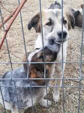 STACEY, Hund, Mischlingshund in Rumänien - Bild 4