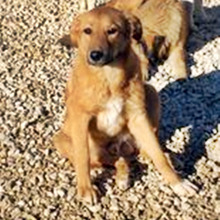 LUKA, Hund, Mischlingshund in Bulgarien - Bild 2