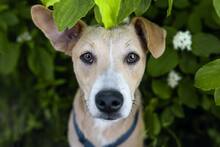 JUNO, Hund, Mischlingshund in Elsdorf - Bild 1