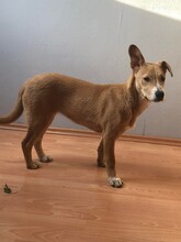 JUNO, Hund, Mischlingshund in Elsdorf - Bild 12