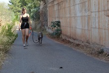 ROXY, Hund, Galgo Español-Mix in Spanien - Bild 12