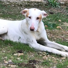TIMI, Hund, Podenco in Spanien - Bild 14