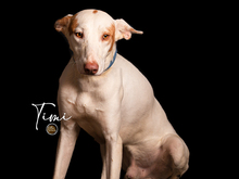TIMI, Hund, Podenco in Spanien - Bild 2