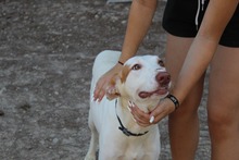 TIMI, Hund, Podenco in Spanien - Bild 5