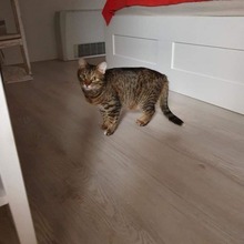 TIGGY, Katze, Hauskatze in Bulgarien - Bild 4