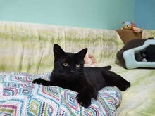 CLAIR, Katze, Hauskatze in Bulgarien - Bild 1