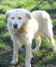 BEN, Hund, Mischlingshund in Rumänien - Bild 4
