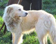 BEN, Hund, Mischlingshund in Rumänien - Bild 5