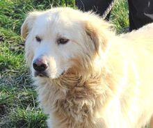 BEN, Hund, Mischlingshund in Rumänien - Bild 6