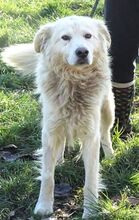 BEN, Hund, Mischlingshund in Rumänien - Bild 7