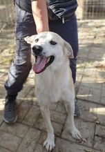 BUDDY, Hund, Mischlingshund in Rumänien - Bild 10