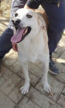 BUDDY, Hund, Mischlingshund in Rumänien - Bild 11