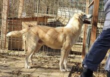BUDDY, Hund, Mischlingshund in Rumänien - Bild 13