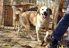 BUDDY, Hund, Mischlingshund in Rumänien - Bild 14