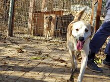 BUDDY, Hund, Mischlingshund in Rumänien - Bild 15