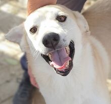 BUDDY, Hund, Mischlingshund in Rumänien - Bild 2