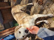 BUDDY, Hund, Mischlingshund in Rumänien - Bild 3