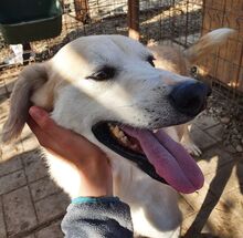 BUDDY, Hund, Mischlingshund in Rumänien - Bild 5
