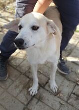 BUDDY, Hund, Mischlingshund in Rumänien - Bild 6