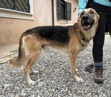 ACHILLE, Hund, Deutscher Schäferhund in Italien - Bild 1