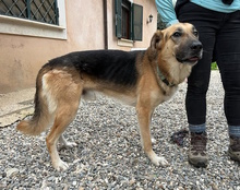 ACHILLE, Hund, Deutscher Schäferhund in Italien - Bild 10