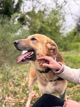 ACHILLE, Hund, Deutscher Schäferhund in Italien - Bild 11