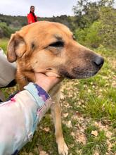 ACHILLE, Hund, Deutscher Schäferhund in Italien - Bild 12