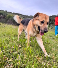 ACHILLE, Hund, Deutscher Schäferhund in Italien - Bild 13