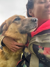 ACHILLE, Hund, Deutscher Schäferhund in Italien - Bild 14