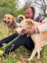 ACHILLE, Hund, Deutscher Schäferhund in Italien - Bild 15