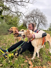 ACHILLE, Hund, Deutscher Schäferhund in Italien - Bild 16