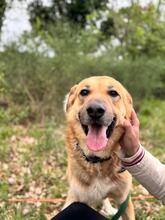 ACHILLE, Hund, Deutscher Schäferhund in Italien - Bild 17