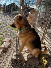 ACHILLE, Hund, Deutscher Schäferhund in Italien - Bild 3