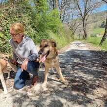 ACHILLE, Hund, Deutscher Schäferhund in Italien - Bild 5