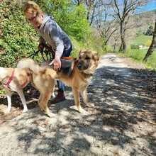 ACHILLE, Hund, Deutscher Schäferhund in Italien - Bild 6