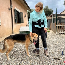 ACHILLE, Hund, Deutscher Schäferhund in Italien - Bild 9