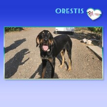 ORESTIS, Hund, Mischlingshund in Griechenland - Bild 1